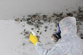 Woodland, CA Mold Removal Company